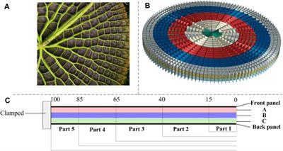 Comparative study on the dynamic response of an out-of-plane gradient bionic sandwich circular plate under two types of impact loading